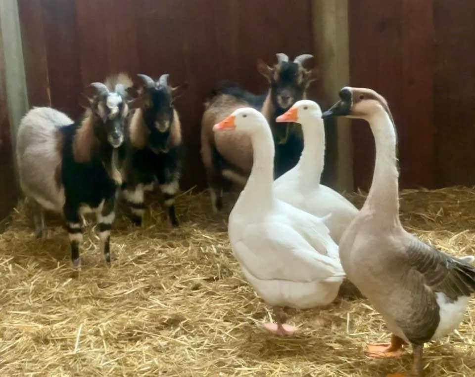 Agriturismo Il Boschetto Ornago Eksteriør bilde